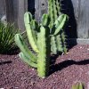 Myrtillocactus_geometrizans_3